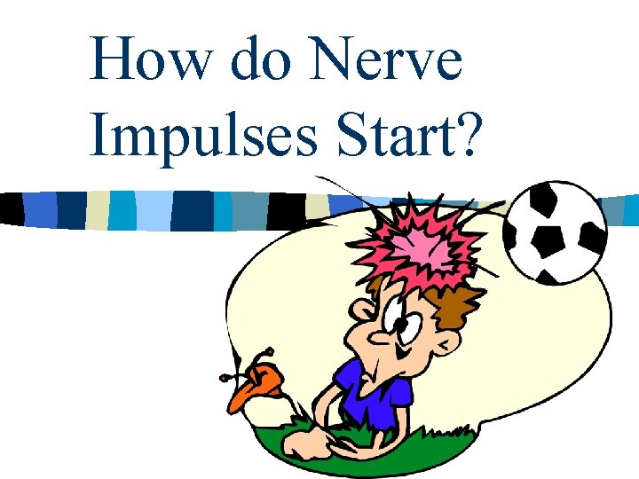 How do Nerve Impulses Start? 