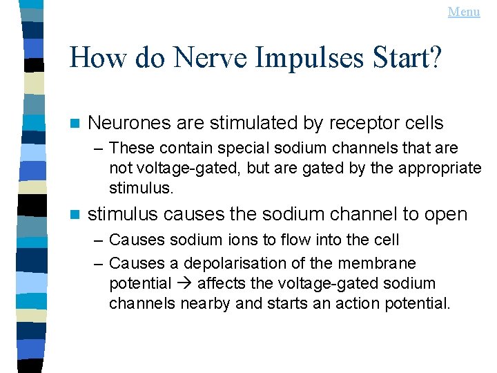 Menu How do Nerve Impulses Start? n Neurones are stimulated by receptor cells –