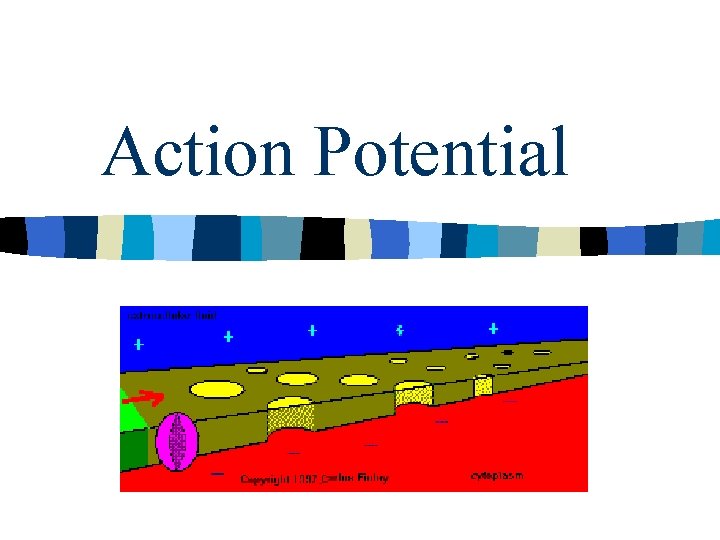 Action Potential 