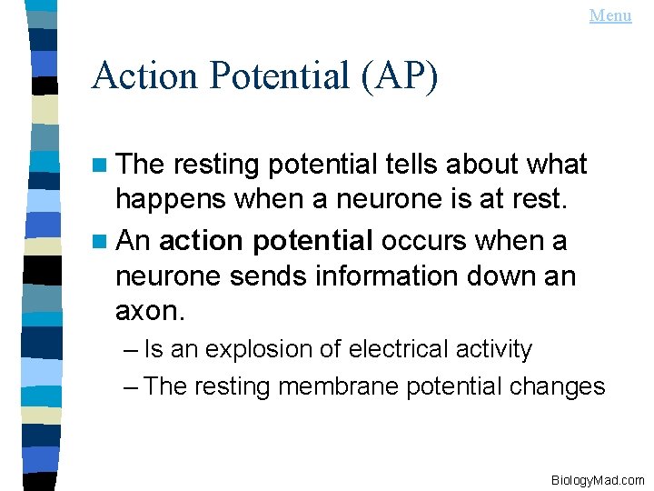 Menu Action Potential (AP) n The resting potential tells about what happens when a