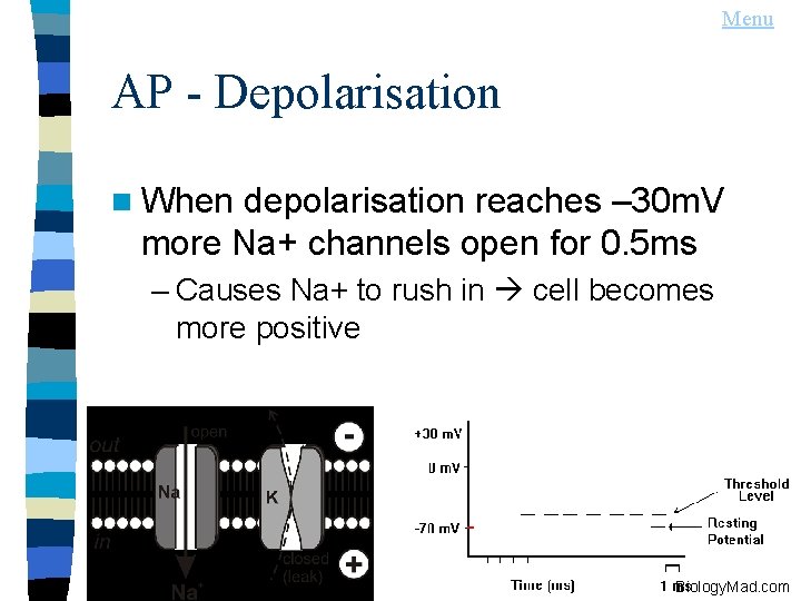 Menu AP - Depolarisation n When depolarisation reaches – 30 m. V more Na+