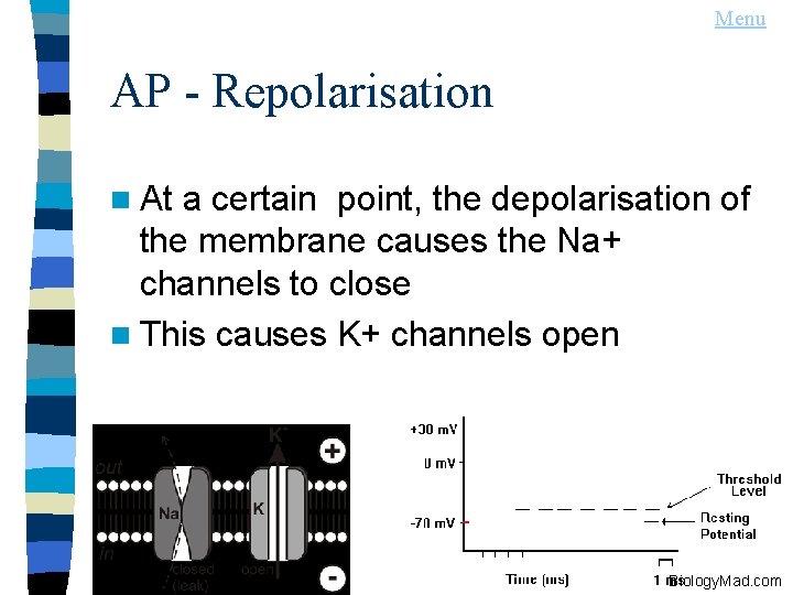 Menu AP - Repolarisation n At a certain point, the depolarisation of the membrane