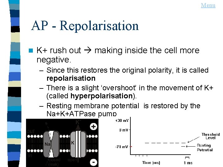 Menu AP - Repolarisation n K+ rush out making inside the cell more negative.