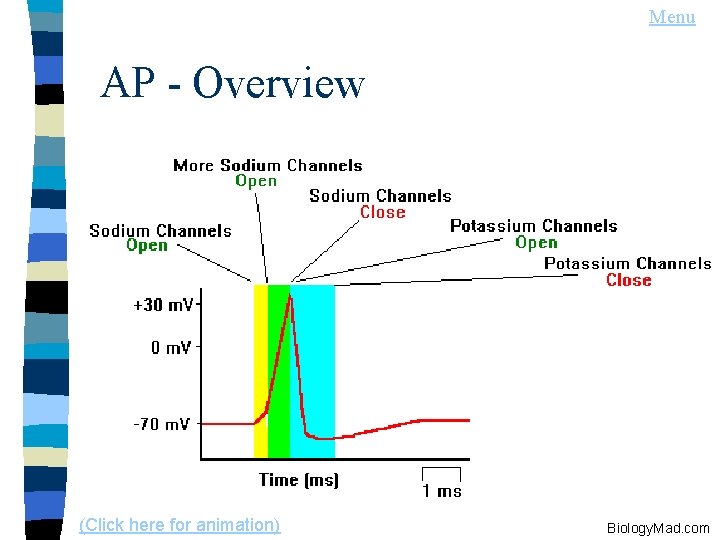 Menu AP - Overview (Click here for animation) Biology. Mad. com 