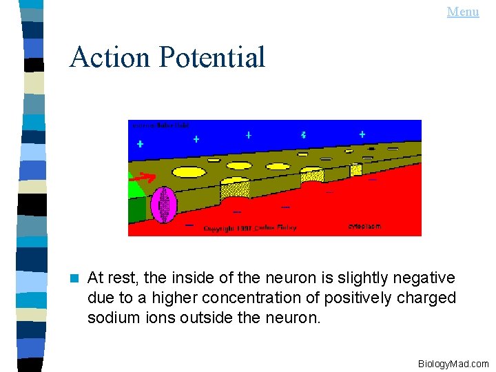Menu Action Potential n At rest, the inside of the neuron is slightly negative