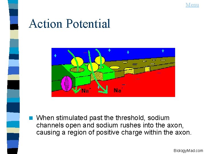 Menu Action Potential n When stimulated past the threshold, sodium channels open and sodium