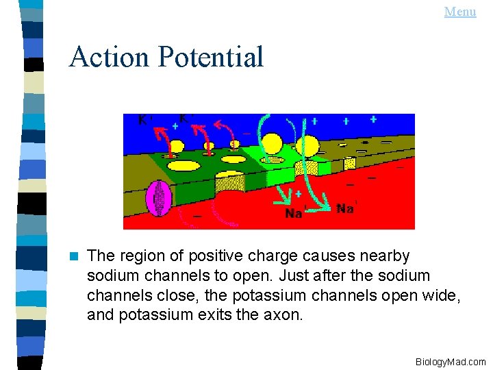 Menu Action Potential n The region of positive charge causes nearby sodium channels to
