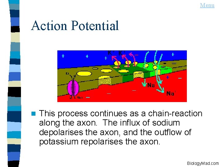 Menu Action Potential n This process continues as a chain-reaction along the axon. The