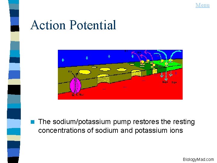 Menu Action Potential n The sodium/potassium pump restores the resting concentrations of sodium and