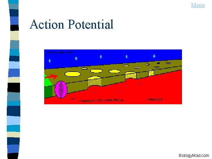 Menu Action Potential Biology. Mad. com 