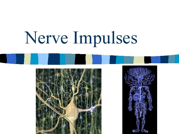 Nerve Impulses 