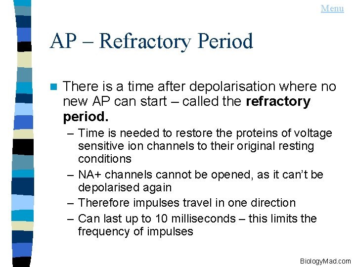 Menu AP – Refractory Period n There is a time after depolarisation where no