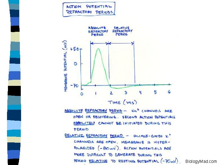 Biology. Mad. com 
