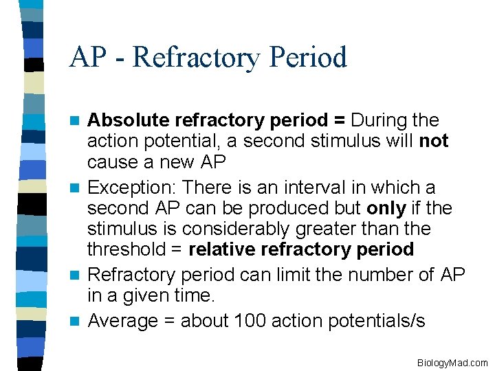 AP - Refractory Period Absolute refractory period = During the action potential, a second