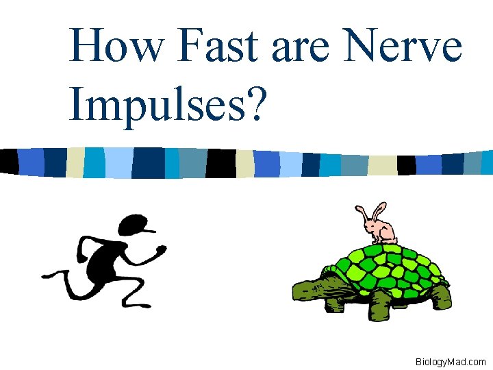 How Fast are Nerve Impulses? Biology. Mad. com 