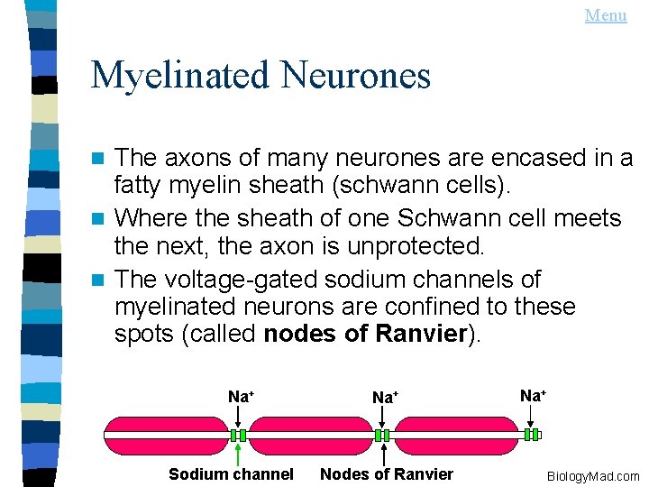 Menu Myelinated Neurones The axons of many neurones are encased in a fatty myelin