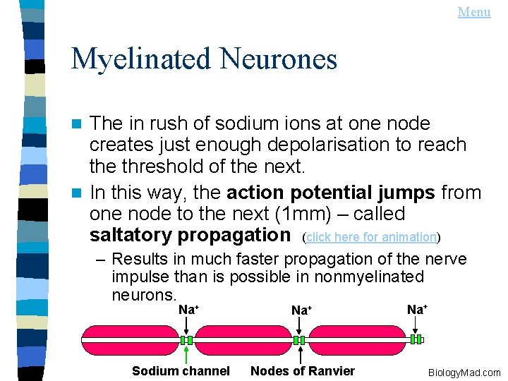 Menu Myelinated Neurones The in rush of sodium ions at one node creates just