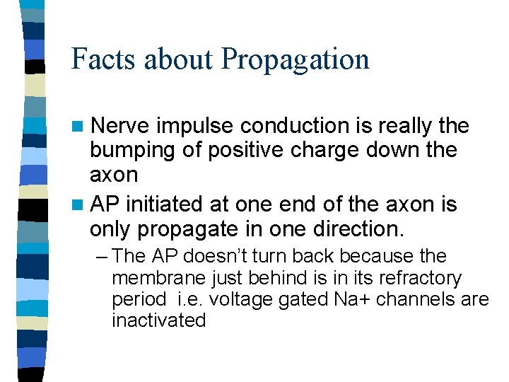 Facts about Propagation n Nerve impulse conduction is really the bumping of positive charge