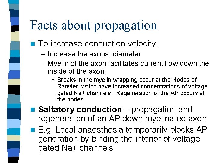 Facts about propagation n To increase conduction velocity: – Increase the axonal diameter –