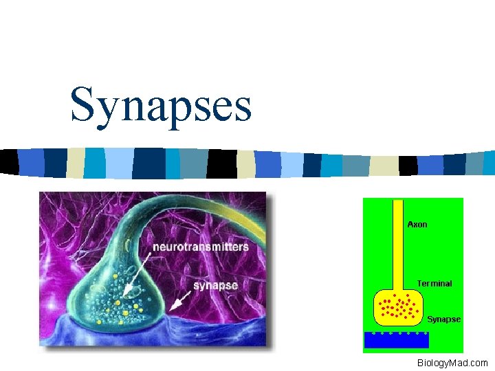 Synapses Biology. Mad. com 