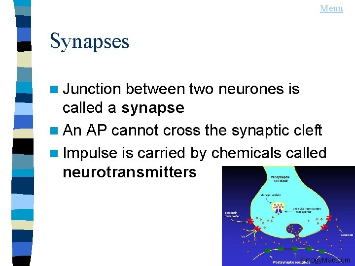 Menu Synapses n Junction between two neurones is called a synapse n An AP