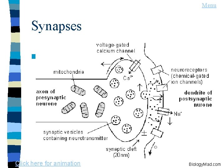 Menu Synapses n Click here for animation Biology. Mad. com 