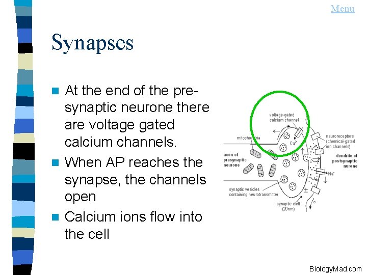Menu Synapses At the end of the presynaptic neurone there are voltage gated calcium