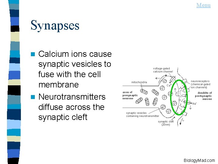 Menu Synapses Calcium ions cause synaptic vesicles to fuse with the cell membrane n