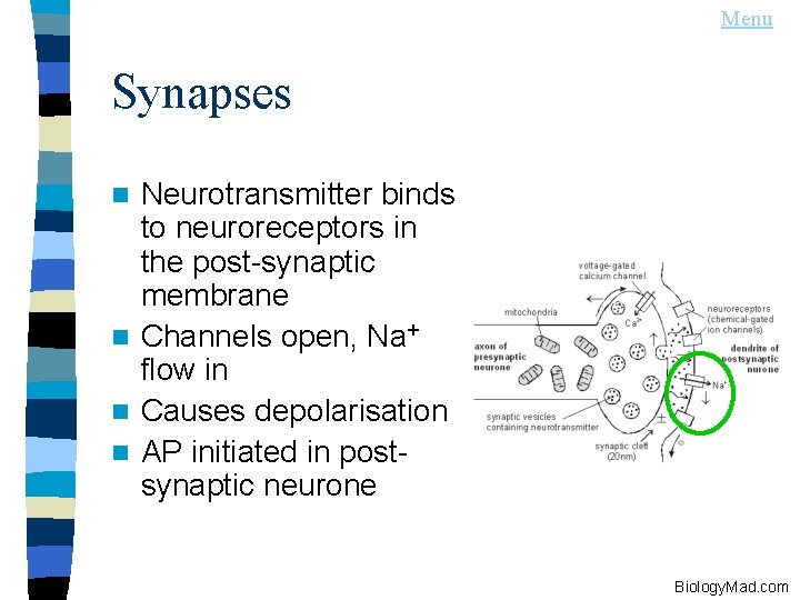 Menu Synapses Neurotransmitter binds to neuroreceptors in the post-synaptic membrane n Channels open, Na+