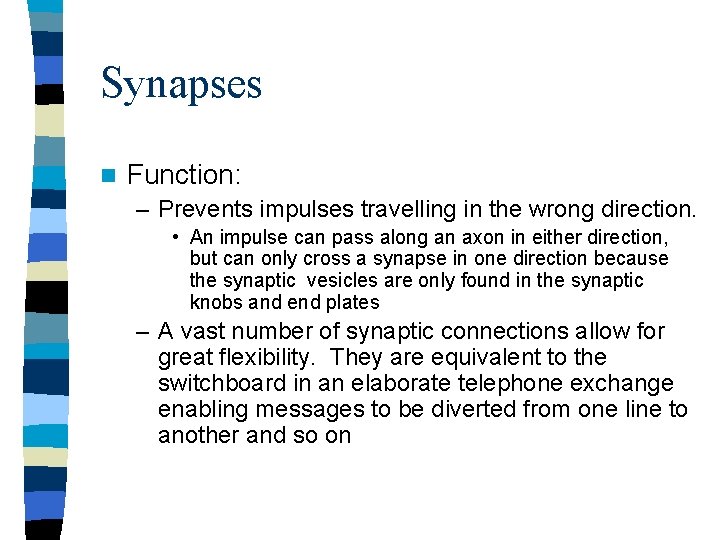 Synapses n Function: – Prevents impulses travelling in the wrong direction. • An impulse