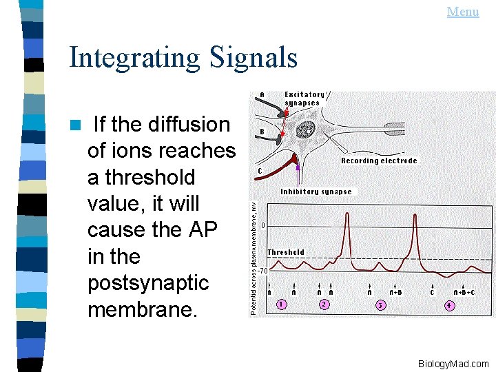 Menu Integrating Signals n If the diffusion of ions reaches a threshold value, it