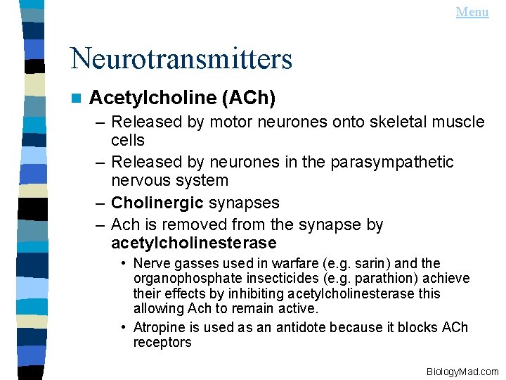Menu Neurotransmitters n Acetylcholine (ACh) – Released by motor neurones onto skeletal muscle cells