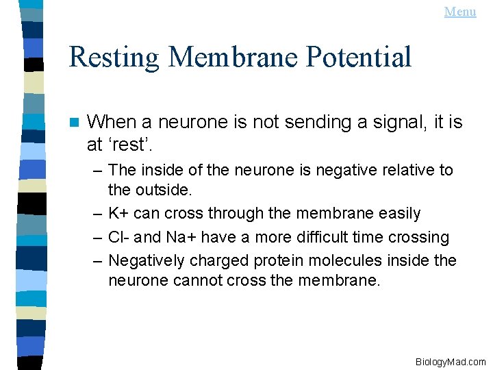 Menu Resting Membrane Potential n When a neurone is not sending a signal, it