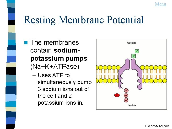Menu Resting Membrane Potential n The membranes contain sodiumpotassium pumps (Na+K+ATPase). – Uses ATP