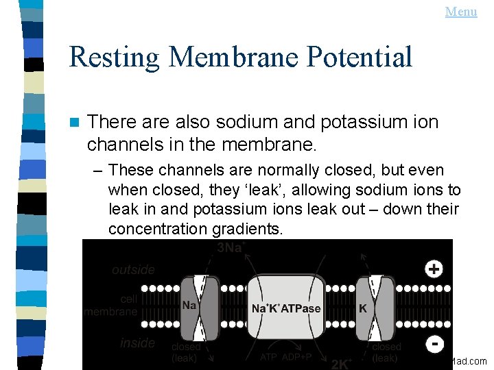 Menu Resting Membrane Potential n There also sodium and potassium ion channels in the