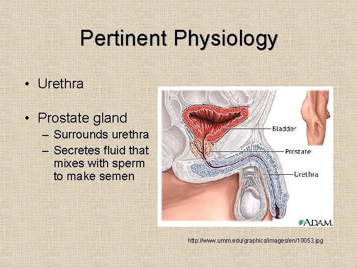 Pertinent Physiology • Urethra • Prostate gland – Surrounds urethra – Secretes fluid that