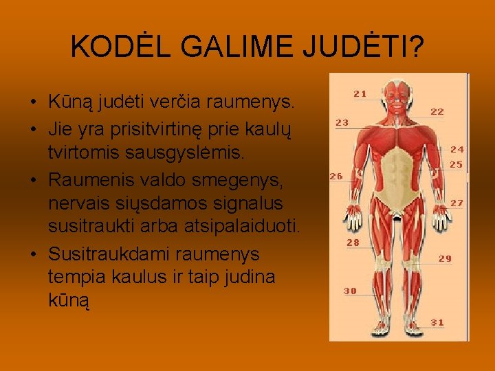 KODĖL GALIME JUDĖTI? • Kūną judėti verčia raumenys. • Jie yra prisitvirtinę prie kaulų
