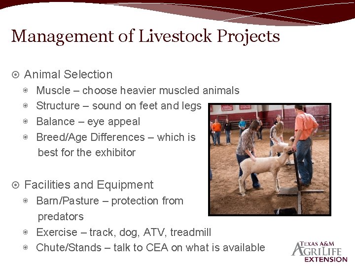 Management of Livestock Projects Animal Selection ◉ ◉ Muscle – choose heavier muscled animals