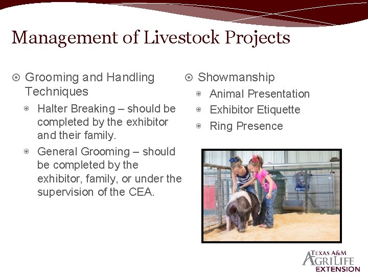 Management of Livestock Projects Grooming and Handling Techniques ◉ Halter Breaking – should be