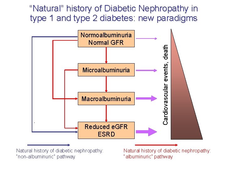 Normoalbuminuria Normal GFR Microalbuminuria Macroalbuminuria Reduced e. GFR ESRD Natural history of diabetic nephropathy: