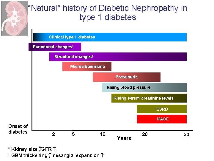 “Natural” history of Diabetic Nephropathy in type 1 diabetes Clinical type 1 diabetes Functional