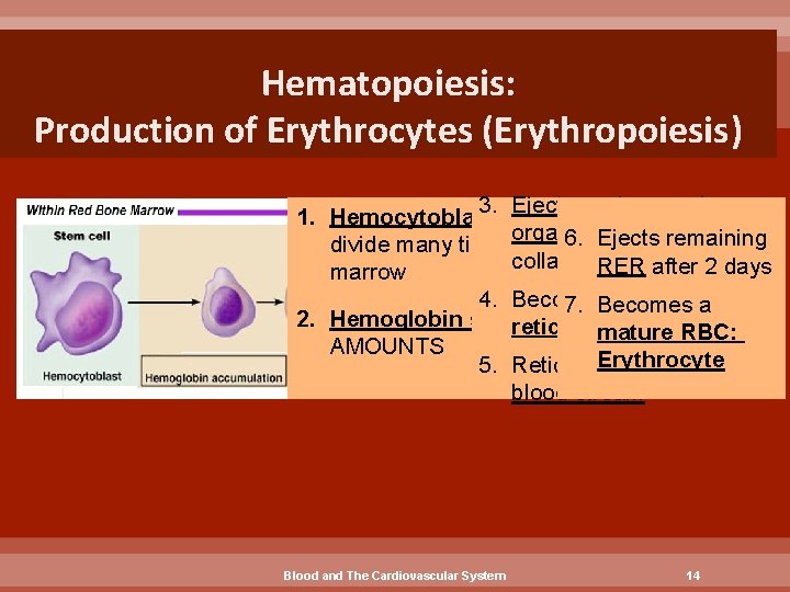 Hematopoiesis: Production of Erythrocytes (Erythropoiesis) 3. Ejects nucleus and 1. Hemocytoblasts (stem cells) -