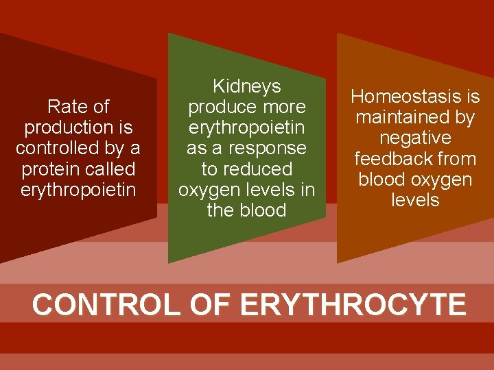 Rate of production is controlled by a protein called erythropoietin Kidneys produce more erythropoietin