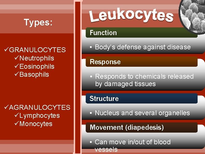 Types: Function üGRANULOCYTES üNeutrophils üEosinophils üBasophils • Body’s defense against disease Response • Responds