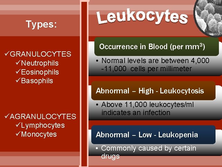 Types: üGRANULOCYTES üNeutrophils üEosinophils üBasophils Occurrence in Blood (per mm 3) • Normal levels