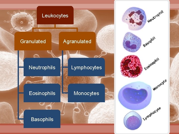 Leukocytes Granulated Agranulated Neutrophils Lymphocytes Eosinophils Monocytes Basophils 