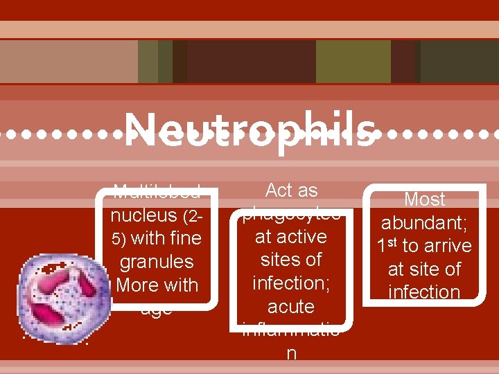 Neutrophils • • • • • • • • • Multilobed nucleus (25) with