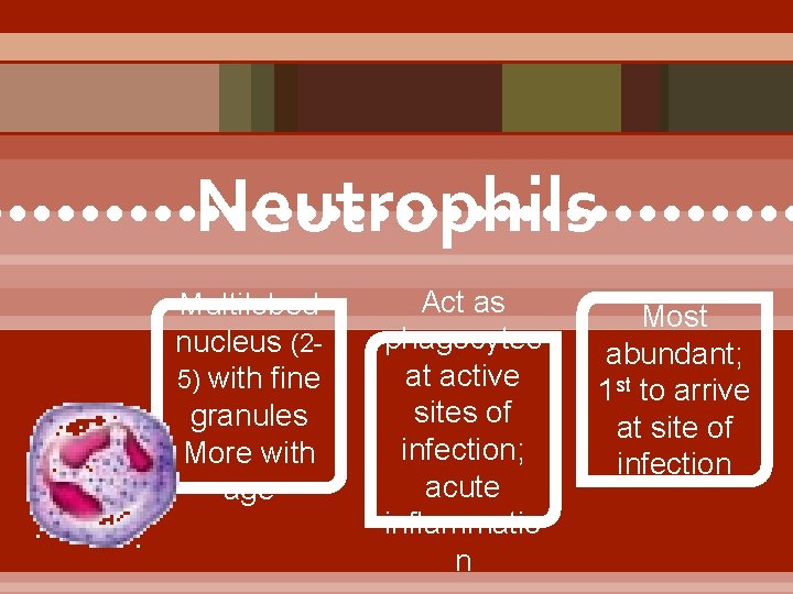 Neutrophils • • • • • • • • • Multilobed nucleus (25) with