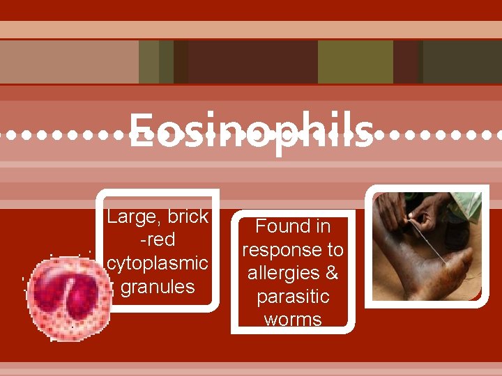 Eosinophils • • • • • • • • • Large, brick -red cytoplasmic