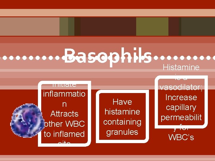 Basophils • • • • • • • • • Initiate inflammatio n Attracts